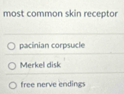 most common skin receptor
pacinian corpsucle
Merkel disk
free nerve endings