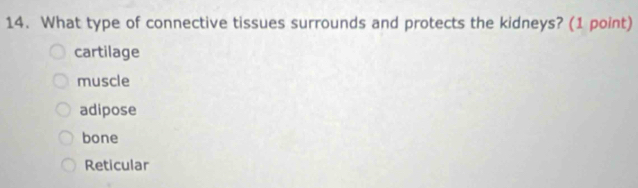 What type of connective tissues surrounds and protects the kidneys? (1 point)
cartilage
muscle
adipose
bone
Reticular