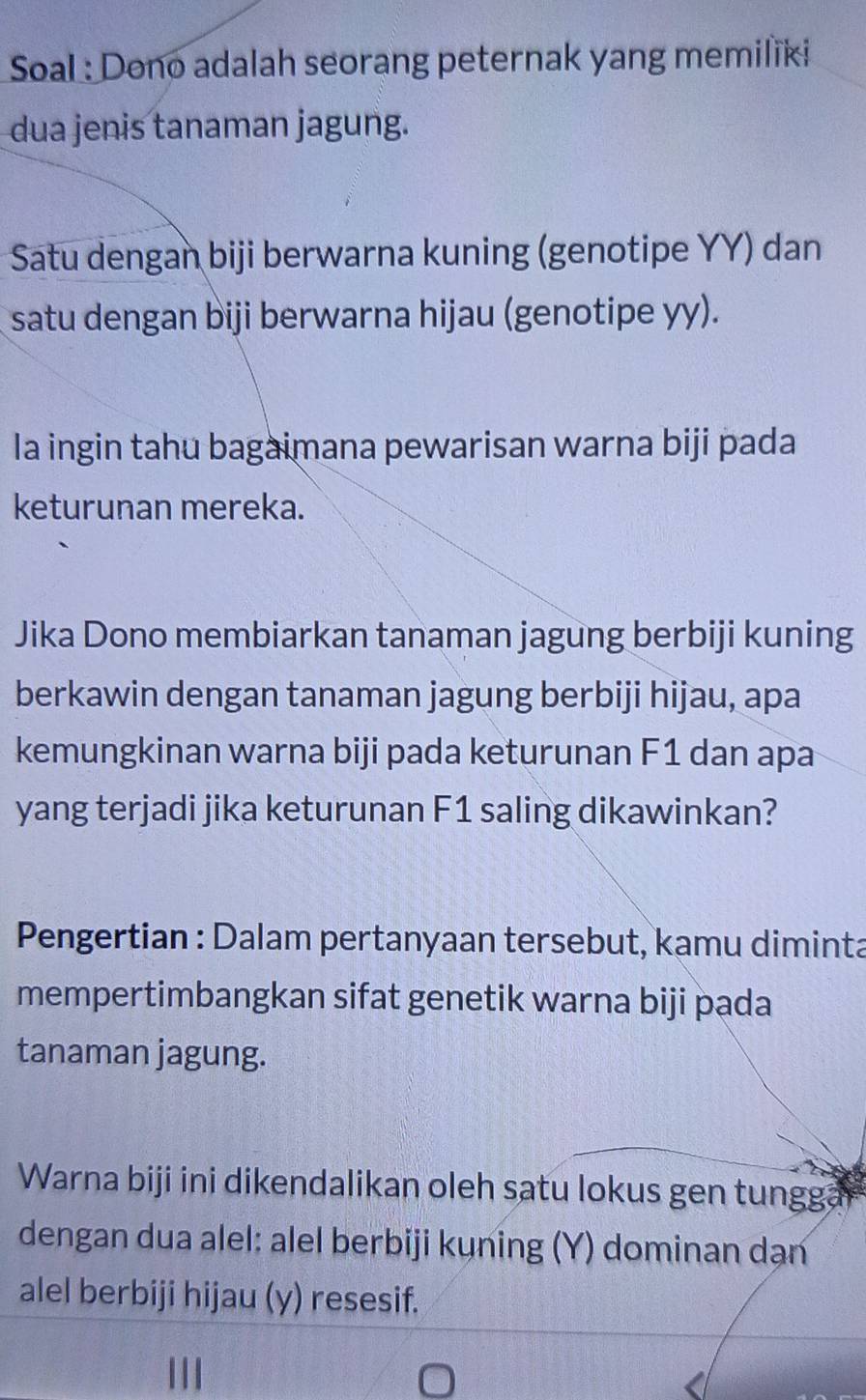 Soal : Dono adalah seorang peternak yang memiliki 
dua jenis tanaman jagung. 
Satu dengan biji berwarna kuning (genotipe YY) dan 
satu dengan biji berwarna hijau (genotipe yy). 
la ingin tahu bagaimana pewarisan warna biji pada 
keturunan mereka. 
Jika Dono membiarkan tanaman jagung berbiji kuning 
berkawin dengan tanaman jagung berbiji hijau, apa 
kemungkinan warna biji pada keturunan F1 dan apa 
yang terjadi jika keturunan F1 saling dikawinkan? 
Pengertian : Dalam pertanyaan tersebut, kamu diminta 
mempertimbangkan sifat genetik warna biji pada 
tanaman jagung. 
Warna biji ini dikendalikan oleh satu lokus gen tunggai 
dengan dua alel: alel berbiji kuning (Y) dominan dạn 
alel berbiji hijau (y) resesif.