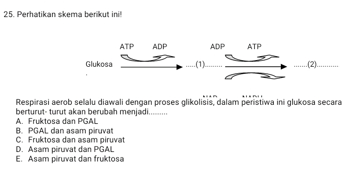 Perhatikan skema berikut ini!
Respirasi aerob selalu diawali dengan proses glikolisis, dalam peristiwa ini glukosa secara
berturut- turut akan berubah menjadi._
A. Fruktosa dan PGAL
B. PGAL dan asam piruvat
C. Fruktosa dan asam piruvat
D. Asam piruvat dan PGAL
E. Asam piruvat dan fruktosa