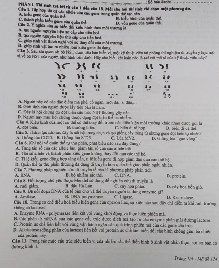 Số báo danh:_
PHẢN I. Thí sinh trả lời từ câu 1 đến câu 18. Mỗi câu hỏi thí sinh chỉ chọn một phương án,
Cầu 1. Tập hợp tất cả các allele của các gene trong quần thể tạo nền
A. kiểu gene của quản thể.
B. kiểu hình của quần thể.
C. thành phần kiểu gene của quần thể D. vốn gene của quần thể.
Cầu 2. Ý nghĩa của sự biến đổi kiểu hình theo môi trường là
A. tạo nguồn nguyên liệu sơ cấp cho tiến hoá.
B tạo nguồn nguyên liệu thứ cấp cho tiến hoá.
C. giúp sinh vật thích nghi với sự thay đổi của môi trường.
D. giúp sinh vật tạo ra nhiều loại kiểu gene đa dạng.
Cầu 3. Sau khi quan sát bộ NST dưới tiểu bản hiển vi, một kỹ thuật viên tại phòng thí nghiệm di truyền y học mô
tả về bộ NST của người như hình bên dưới. Hãy cho biết, kết luận nào là sai với mô tả của kỹ thuật viên này?
21 22
A. Người này có các đặc điểm má phệ, cổ ngắn, lưỡi dài, si đần,...
B. Giới tính của người được lấy tiêu bản là nam.
C. Đây là hội chứng do đột biến cầu trúc NST thường gây nên.
D. Người này mắc hội chứng thuộc dạng đột biển thể ba nhiễm.
Cầu 4. Kiểu hình của một cơ thể có thể thay đổi trước các điều kiện môi trường khác nhau được gọi là
A. đột biển. B. thường biến. C. biến dị tổ hợp. D. biển dị cá thể
Câu 5. Thành tựu nào sau đây là nổi bật trong chọn và tạo giống cây trồng từ những gene đột biển tự nhiên?
A. Giống lúa CD20. B. Giống lúa ST25. C. Lúa MV2. D. Giống lúa “gạo vàng”.
Cầu 6. Khi nói về quần thể tự thụ phần, phát biểu nào sau đây đúng?
A. Tăng tần số của các allele lặn, giảm tần số của các allele trội.
B. Tần số allele và thành phần kiểu gene không thay đổi qua các thế hệ.
C. Tỉ lệ kiểu gene đồng hợp tăng dần, tỉ lệ kiểu gene dị hợp giảm dần qua các thế hệ.
D. Quần thể tự thụ phần thường đa dạng di truyền hơn quần thể giao phần ngẫu nhiên.
Câu 7. Phương pháp nghiên cứu di truyền tế bào là phương pháp phân tích
A. RNA. B. bộ nhiễm sắc thể C. DNA. D. protein.
Câu 8. Đối tượng chủ yếu được Mendel sử dụng đề nghiên cứu di truyền là
A. ruồi giẩm. B. đậu Hà Lan. C. cây hoa phần. D. cây hoa bốn giờ.
Cầu 9. Đề nối đoạn DNA của tế bào cho và thể truyền người ta dùng enzyme gì?
A. Amilase. B. DNA polymerase. C. Ligase. D. Restrictase.
Cầu 10. Trong cơ chế điều hoà biểu hiện gene của operon Lac, sự kiện nào sau đây chỉ diễn ra khi môi trường
không có lactose?
A. Enzyme RNA - polymerase liên kết với vùng khởi động và thực hiện phiên mã.
B. Các phân tử mRNA của các gene cầu trúc được dịch mã tạo ra các enzyme phân giải đường lactose.
C. Protein ức chế liên kết với vùng vận hành ngăn cản quá trình phiên mã của các gene cầu trúc.
D. Allolactose (đồng phân của lactose) liên kết với protein ức chế làm biến đổi cấu hình không gian ba chiều
của protein này.
Cầu 11. Trong các mức cầu trúc siêu hiển vi của nhiễm sắc thể điền hình ở sinh vật nhân thực, sợi cơ bản có
đường kính là
Trang 1/4 - Mã đề 124