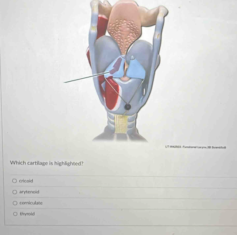 Functional Larynx, 38 Scientificß
Which cartilage is highlighted?
cricoid
arytenoid
corniculate
thyroid