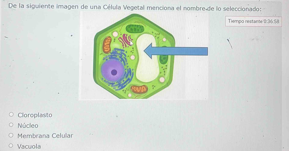 De la siguiente imagen de una Célula Vegetal menciona el nombre de lo seleccionado:
Tiempo restante 0:36:58
Cloroplasto
Núcleo
Membrana Celular
Vacuola