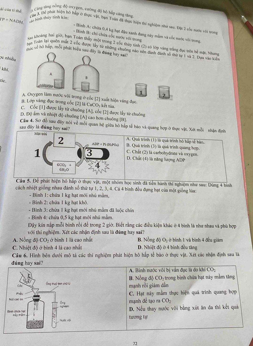 ài của tỉ thể. D. Càng tăng nồng độ oxygen, cường độ hô hấp cảng tăng.
TP+NADH. vào bình thủy tinh kín:
Câu 3. Để phát hiện hô hấp ở thực vật, bạn Toàn đã thực hiện thí nghiệm như sau. Đặt 2 cốc nước vôi trong
- Bình A: chứa 0,4 kg hạt đậu xanh đang này mầm và cốc nước vôi trong.
- Bình B: chỉ chứa cốc nước vôi trong
Sau khoảng hai giờ, bạn Toàn thấy một trong 2 cốc thủy tính (2) có lớp váng trắng đục trên bề mặt. Nhưng
bạn Toàn lại quên mất 2 cốc được lấy từ những chuông nào nên đành đánh số thứ tự 1 và 2. Dựa vào kiến
thức về hô hấp, mỗi phát biểu sau đây là đúng hay sai?
ợc nhiều
khí.
A
B
tic.
1 2
A. Oxygen làm nước vôi trong ở cốc [2] xuất hiện váng đục.
B. Lớp váng đục trong cốc [2] là CaCO₃ kết tủa.
C. Cốc [1] được lấy từ chuông [A], cốc [2] được lấy từ chuông
D. Độ ẩm và nhiệt độ chuông [A] cao hơn chuông [B].
Câu 4. Sơ đồ sau đây nói về mối quan hệ giữa hô hấp tế bào và quang hợp ở thực vật. Xét mỗi nhận định
sau đây là đúng hay sai?
Mặt trời
2
A. Quá trình (1) là quá trình hô hấp tế bào.
ADP + Pi (H₃PO₄) B. Quá trình (3) là quá trình quang hợp.
1
3
C. Chất (2) là carbohydrate và oxygen.
D. Chất (4) là năng lượng ADP
6CO₂ + a
6H₂O
Câu 5. Để phát hiện hô hấp ở thực vật, một nhóm học sinh đã tiến hành thí nghiệm như sau: Dùng 4 bình
cách nhiệt giống nhau đánh số thứ tự 1, 2, 3, 4. Cả 4 bình đều đựng hạt của một giống lúa:
- Bình 1: chứa 1 kg hạt mới nhú mầm,
- Bình 2: chứa 1 kg hạt khô.
- Bình 3: chứa 1 kg hạt mới nhú mầm đã luộc chín
- Bình 4: chứa 0,5 kg hạt mới nhú mầm.
Đậy kín nắp mỗi bình rồi để trong 2 giờ. Biết rằng các điều kiện khác ở 4 bình là như nhau và phù hợp
với thí nghiệm. Xét các nhận định sau là đúng hay sai?
A. Nồng độ CO_2 ở bình 1 là cao nhất B. Nồng độ O_2 ở bình 1 và bình 4 đều giảm
C. Nhiệt độ ở bình 4 là cao nhất D. Nhiệt độ ở 4 bình đều tăng
Câu 6. Hình bên dưới mô tả các thí nghiệm phát hiện hô hấp tế bào ở thực vật. Xét các nhận định sau là
đúng hay sai?
A. Bình nước vôi bị vần đục là do khí CO_2
B. Nồng độ CO_2 trong bình chứa hạt nảy mầm tăng
mạnh rồi giảm dần
C. Hạt này mầm thực hiện quá trình quang hợp
mạnh đề tạo ra CO_2
D. Nếu thay nước vôi bằng xút ăn da thì kết quả
tương tự
72