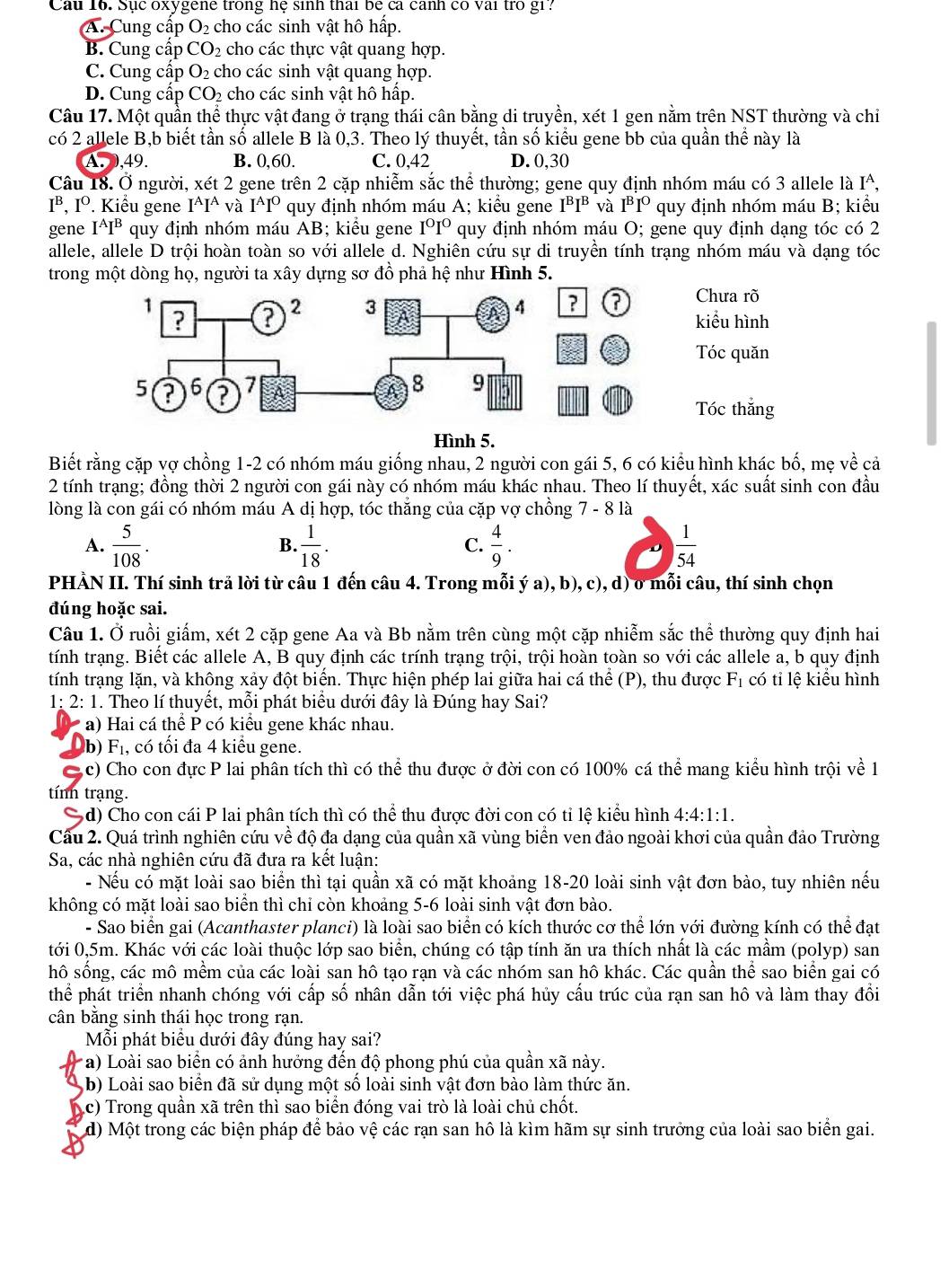 Cau 16. Sục oxygene trong hệ sinh thai be ca canh có vai trò gi?
A. Cung cấp O₂ cho các sinh vật hô hấp.
B. Cung cấp CO_2 cho các thực vật quang hợp.
C. Cung cấp O_2 cho các sinh vật quang hợp.
D. Cung cấp CO_2 2 cho các sinh vật hô hấp.
Câu 17. Một quần thể thực vật đang ở trạng thái cân bằng di truyền, xét 1 gen nằm trên NST thường và chỉ
có 2 allele B,b biết tần số allele B là 0,3. Theo lý thuyết, tần số kiểu gene bb của quần thể này là
A. ,49. B. 0,60. C. 0,42 D. 0,30
Câu 18. Ở người, xet2 gene trên 2 cặp nhiễm sắc thể thường; gene quy định nhóm máu có 3 allele là I^A.
I^B,I^O Kiểu gene I^AI^A và I^AI^O quy định nhóm máu A; kiểu gene I^BI^B và I^BI^O quy định nhóm máu B; kiểu
gene I^AI^B quy định nhóm máu AB; kiểu gene I°I° quy định nhóm máu O; gene quy định dạng tóc có 2
allele, allele D trội hoàn toàn so với allele d. Nghiên cứu sự di truyền tính trạng nhóm máu và dạng tóc
trong một dòng họ, người ta xây dựng sơ đồ phả hệ như Hình 5.
? ? Chưa rõ
kiểu hình
Tóc quăn
Tóc thắng
Hình 5.
Biết rằng cặp vợ chồng 1-2 có nhóm máu giống nhau, 2 người con gái 5, 6 có kiểu hình khác bố, mẹ về cả
2 tính trạng; đồng thời 2 người con gái này có nhóm máu khác nhau. Theo lí thuyết, xác suất sinh con đầu
lòng là con gái có nhóm máu A dị hợp, tóc thẳng của cặp vợ chồng 7 - 8 là
A.  5/108 .  1/18 .  4/9 .  1/54 
B.
C.
PHẢN II. Thí sinh trả lời từ câu 1 đến câu 4. Trong mỗi ý a), b), c), d) ở mỗi câu, thí sinh chọn
đúng hoặc sai.
Câu 1. Ở ruồi giấm, xét 2 cặp gene Aa và Bb nằm trên cùng một cặp nhiễm sắc thể thường quy định hai
tính trạng. Biết các allele A, B quy định các trính trạng trội, trội hoàn toàn so với các allele a, b quy định
tính trạng lặn, và khộng xảy đột biển. Thực hiện phép lai giữa hai cá thể (P), thu được F_1 có tỉ lệ kiểu hình
1: 2: 1 1. Theo lí thuyết, mỗi phát biểu dưới đây là Đúng hay Sai?
a) Hai cá thể P có kiểu gene khác nhau.
b) F_1, , có tối đa 4 kiểu gene.
C c) Cho con đực P lai phân tích thì có thể thu được ở đời con có 100% cá thể mang kiểu hình trội về 1
tính trạng.
Sd) Cho con cái P lai phân tích thì có thể thu được đời con có tỉ lệ kiểu hình 4:4:1:1.
Cầu 2. Quá trình nghiên cứu về độ đa dạng của quần xã vùng biển ven đảo ngoài khơi của quần đảo Trường
Sa, các nhà nghiên cứu đã đưa ra kết luận:
- Nếu có mặt loài sao biển thì tại quần xã có mặt khoảng 18-20 loài sinh vật đơn bào, tuy nhiên nếu
không có mặt loài sao biển thì chỉ còn khoảng 5-6 loài sinh vật đơn bào.
- Sao biển gai (Acanthaster planci) là loài sao biển có kích thước cơ thể lớn với đường kính có thể đạt
tới 0,5m. Khác với các loài thuộc lớp sao biển, chúng có tập tính ăn ưa thích nhất là các mầm (polyp) san
hô sống, các mô mềm của các loài san hô tạo rạn và các nhóm san hô khác. Các quần thể sao biển gai có
thể phát triển nhanh chóng với cấp số nhân dẫn tới việc phá hủy cấu trúc của rạn san hô và làm thay đồi
cân bằng sinh thái học trong rạn.
Mỗi phát biểu dưới đây đúng hay sai?
(a) Loài sao biển có ảnh hưởng đến độ phong phú của quần xã này.
a b) Loài sao biển đã sử dụng một số loài sinh vật đơn bào làm thức ăn.
c) Trong quần xã trên thì sao biển đóng vai trò là loài chủ chốt.
d) Một trong các biện pháp để bảo vệ các rạn san hô là kìm hãm sự sinh trưởng của loài sao biển gai.