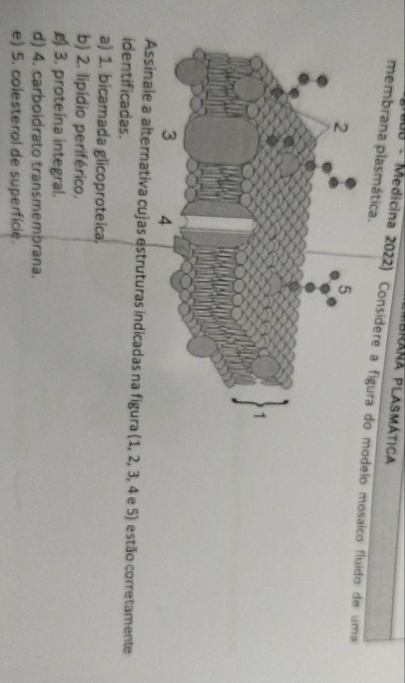 Mbrána Plasmática
membrana plasmática.
o - M edicina 2022) Consídere a figura do modelo mosaico fluido de uma
Assinale a alternativa cujas estruturas indicadas na figura (1, 2, 3, 4 e 5) estão corretamente
identificadas.
a) 1. bicamada glicoproteica.
b) 2. lipídio periférico.
3. proteína integral.
d) 4. carboidrato transmembrana.
e) 5. colesterol de superfície.