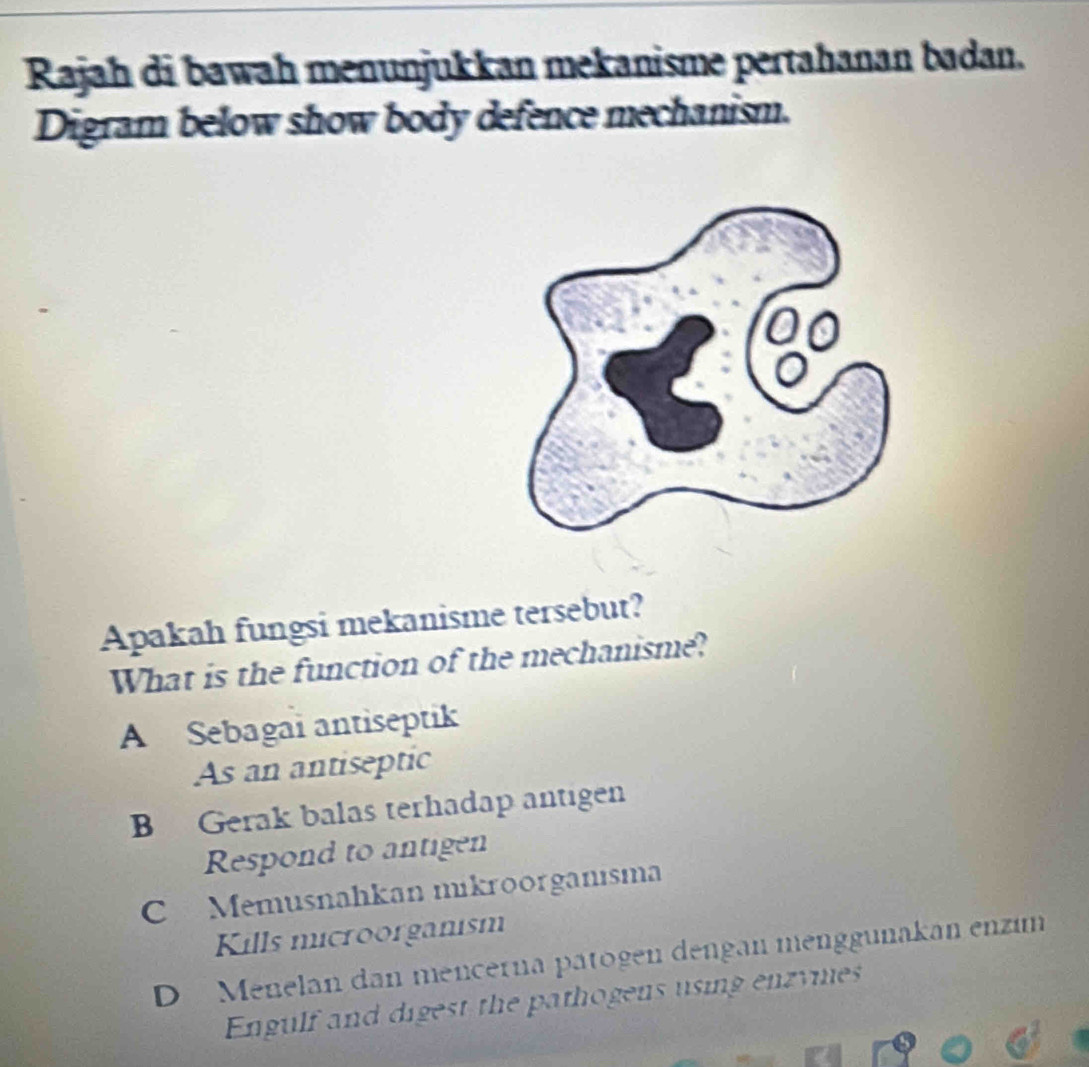 Rajah di bawah menunjukkan mekanisme pertahanan badan.
Digram below show body defence mechanism.
Apakah fungsi mekanisme tersebut?
What is the function of the mechanisme?
A Sebagai antiseptik
As an antiseptic
B Gerak balas terhadap antigen
Respond to antigen
C Memusnahkan mikroorganısma
Kills microorganism
D Menelan dan mencerna pätogen dengan menggunakan enzím
Engulf and digest the pathogens using enzymes