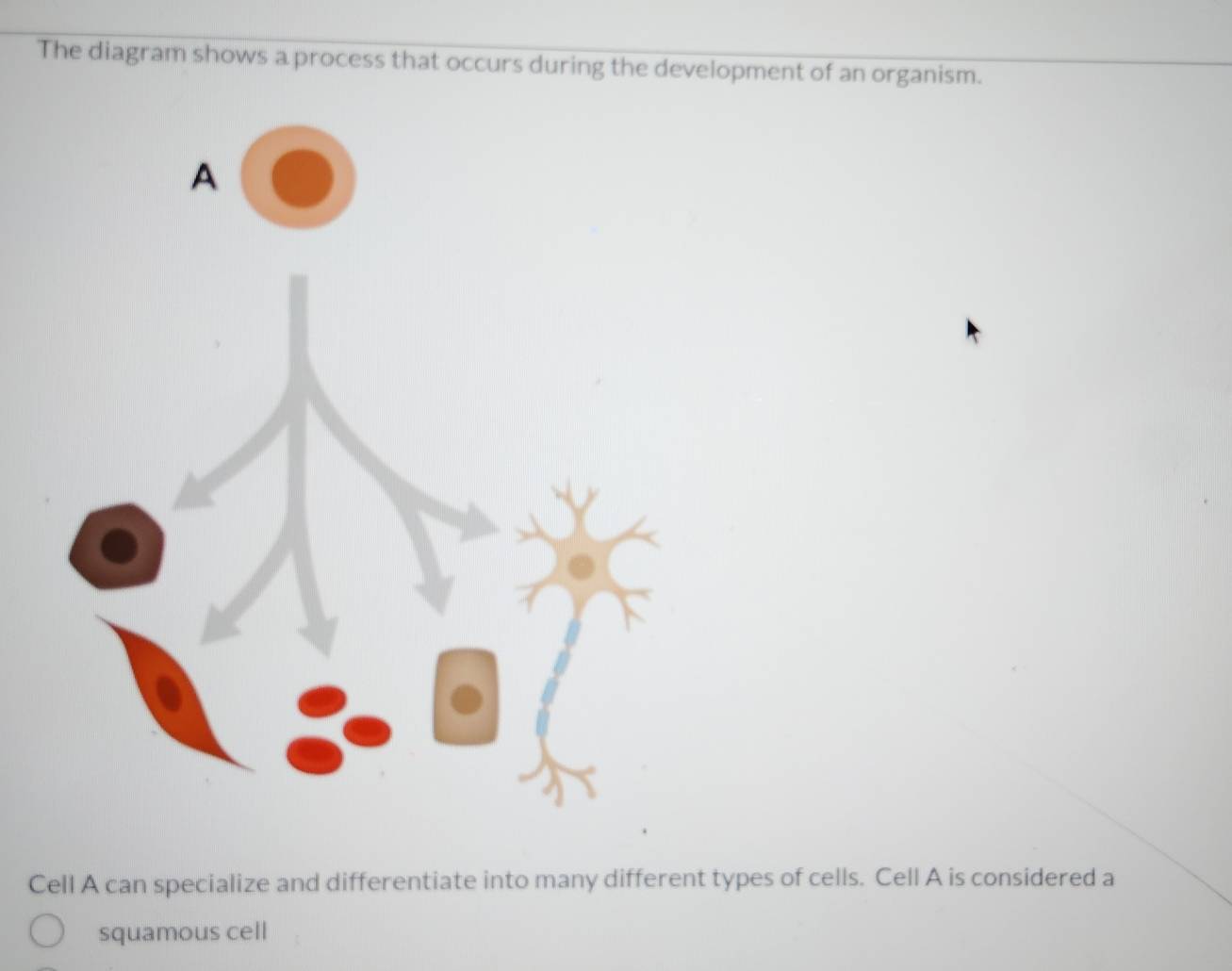 The diagram shows a process that occurs during the development of an organism. 
Cell A can specialize and differentiate into many different types of cells. Cell A is considered a 
squamous cell