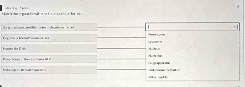 Matching 5 points
Match the organelle with the function it performs.
Sorts, packages, and distributes molecules in the cell |
Peroxisome
Degrade or breakdown molecules
Lysosome
Houses the DNA Nucleus
Nucteolus
Powerhouse of the cell; makes ATP
Golgi apparatus
Makes lipids; detoxifes poisons Endoplasmic reticulum
Mitochondria