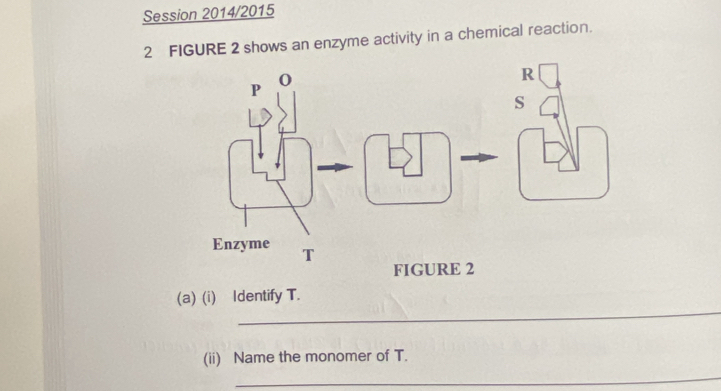 Session 2014/2015 
2 FIGURE 2 shows an enzyme activity in a chemical reaction. 
_ 
(a) (i) Identify T. 
(ii) Name the monomer of T. 
_