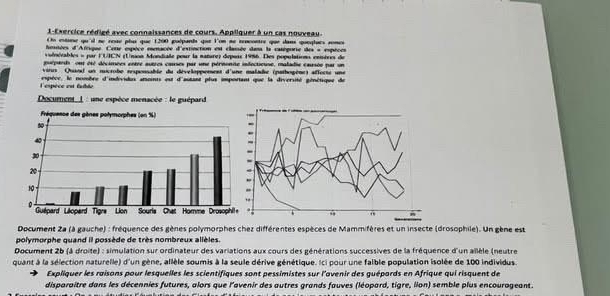 1-Exercice rédigé avec connaissances de cours. Appliquer à un cas nouveau. 
On esturse qu'il ne reae plu que 1200 guépands que l'on ne teocontre que dans queqlues somes 
heées d'Atrque. Cene espèce mnacée d'estinction est classée dans la catéporie des « espèces 
sénévables = par FUICN (Usson Mondiale pour la nature) depois 1986. Des populations entrs de 
purpaeds, ont été décimées entre autres causes par une pérnonie indectiouse, maladie carsée par un 
virus Quaod un microbe responsable du développenent d'une malade (pathogène) affecte une 
lespèce est faible espèce, le nombre d'indévidus anonts out d'autant plus important que la diversité génétique de 
* Document L : une espèce menacée : le guépard 
Document 2a (à gauche) : fréquence des gènes polymorphes chez différentes espèces de Mammifères et un insecte (drosophile). Un gène est 
polymorphe quand il possède de très nombreux allèles. 
Document 2b (à droite) : simulation sur ordinateur des variations aux cours des générations successives de la fréquence d'un allèle (neutre 
quant à la sélection naturelle) d'un gène, allèle soumis à la seule dérive génétique. Ici pour une faible population isolée de 100 individus. 
Expliquer les raisons pour lesquelles les scientifiques sont pessimistes sur l'avenir des guépords en Afrique qui risquent de 
disparaitre dans les décennies futures, alors que l'avenir des autres grands fauves (léopard, tigre, lion) semble plus encourageant.