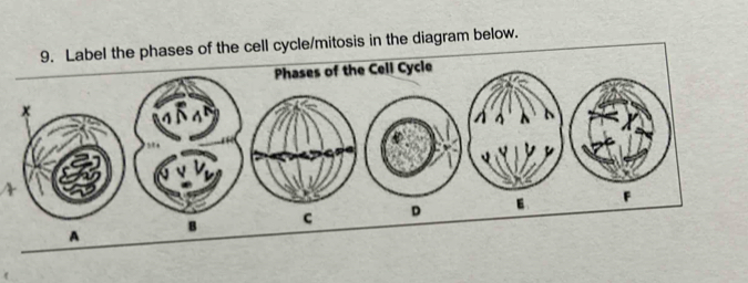 Label the phases of the cell cycle/mitosis in the diagram below. 
Phases of the Cell Cycle
K
B C D E