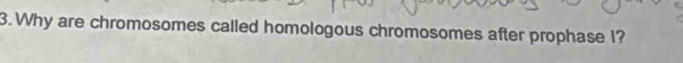 Why are chromosomes called homologous chromosomes after prophase I?