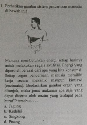 Perhatikan gambar sistem pencernaan manusia
di bawah ini!
Manusia membutuhkan energi setiap harinya
untuk melakukan segala aktifitas. Energi yang
diperoleh berasal dari apa yang kita konsumsi.
Setiap organ pencernaan manusia memiliki
kerja secara mekanik maupun kimiawi
(enzimatis). Berdasarkan gambar organ yang
ditunjuk, maka jenis makanan apa saja yang
dapat dicerna oleh enzim yang terdapat pada
huruf P tersebut. . . .
a. Jagung
b. Kedelai
c. Singkong
d. Pisang