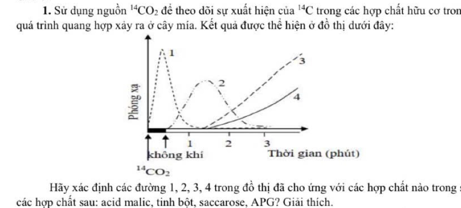 Sử dụng nguồn^(14)CO_2 để theo dõi sự xuất hiện của^(14)C trong các hợp chất hữu cơ tron
quá trình quang hợp xảy ra ở cây mía. Kết quả được thể hiện ở đồ thị dưới đây:
Hãy xác định các đường 1, 2, 3, 4 trong đồ thị đã cho ứng với các hợp chất nào trong
các hợp chất sau: acid malic, tinh bột, saccarose, APG? Giải thích.