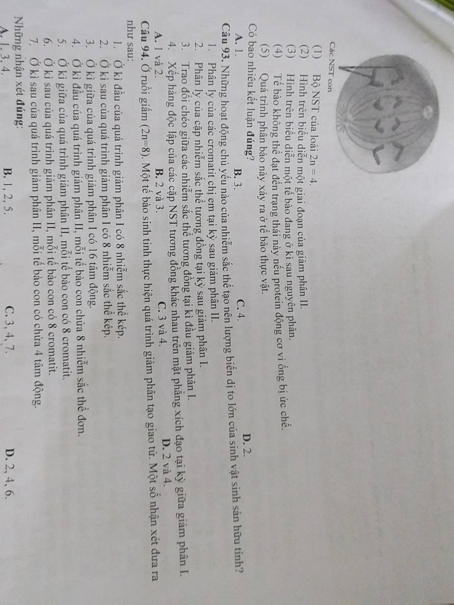 (1) Bộ NST của loài 2n=4.
(2) Hình trên biểu diễn một giai đoạn của giảm phân II.
(3) Hình trên biểu diễn một tế bào đang ở kì sau nguyên phân.
(4) Tế bào không thể đạt đến trạng thái này nếu protein động cơ vi ống bị ức chế.
(5) Quá trình phân bào này xảy ra ở tế bào thực vật.
Có bao nhiêu kết luận đúng? D. 2.
A. 1. B. 3. C. 4.
Câu 93. Những hoạt động chủ yếu nào của nhiễm sắc thể tạo nên lượng biển dị to lớn của sinh vật sinh sản hữu tính?
1. Phân ly của các cromatit chị em tại kỳ sau giảm phân II.
2. Phân ly của cặp nhiễm sắc thể tương đồng tại kỳ sau giảm phân I.
3. Trao đổi chéo giữa các nhiễm sắc thể tương đồng tại kì đầu giảm phân I.
4. Xếp hàng độc lập của các cặp NST tương đồng khác nhau trên mặt phẳng xích đạo tại kỳ giữa giảm phân I.
A. 1 và 2. B. 2 và 3. C. 3 và 4. D. 2 và 4.
Câu 94. Ở ruồi giấm (2n=8) 0. Một tế bào sinh tinh thực hiện quá trình giảm phân tạo giao tử. Một số nhận xét đưa ra
như sau:
1. Ở kì đầu của quá trình giảm phân I có 8 nhiễm sắc thể kép.
2. Ở kì sau của quá trình giảm phân I có 8 nhiễm sắc thể kép.
3. Ở kì giữa của quá trình giảm phân I có 16 tâm động.
4. Ở kì đầu của quá trình giảm phân II, mỗi tế bào con chứa 8 nhiễm sắc thể đơn.
5. Ở kì giữa của quá trình giảm phân II, mỗi tế bào con có 8 cromatit.
6. Ở kì sau của quá trình giảm phân II, mỗi tế bào con có 8 cromatit.
7. Ở kì sau của quá trình giảm phân II, mỗi tế bào con có chứa 4 tâm động.
Những nhận xét đúng:
A. 1、3、4. B. 1, 2, 5. C. 3, 4, 7. D. 2, 4, 6.