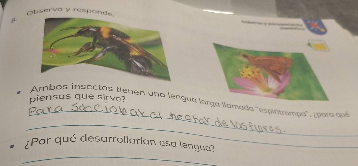 Observa y responde 
B. 
piensas que sirve? 
_ 
Ambos insectos tienen una lengua larga llamada 'espirítrompa', ¿para qué 
_ 
_ 
¿Por qué desarrollarían esa lengua?