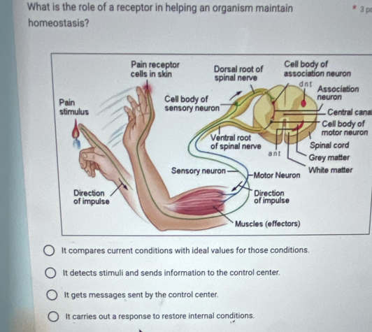 What is the role of a receptor in helping an organism maintain 3 p
homeostasis?
Central canal
of
motor neuron
It compares current conditions with ideal values for those conditions.
It detects stimuli and sends information to the control center.
It gets messages sent by the control center.
It carries out a response to restore internal conditions.