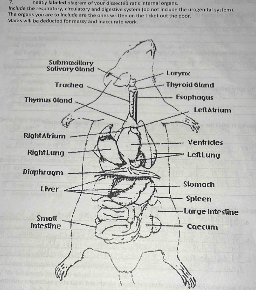 Solved: neatly labeled diagram of your dissected rat’s internal organs ...