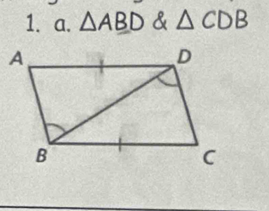 △ ABD & △ CDB