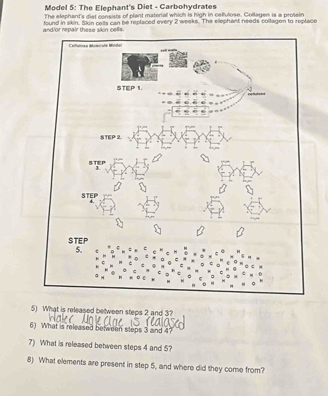 Model 5: The Elephant's Diet - Carbohydrates
The elephant's diet consists of plant material which is high in cellulose. Collagen is a protein
found in skin. Skin cells can be replaced every 2 weeks. The elephant needs collagen to replace
and/or repair these skin cells.
5) What is released between steps 2 and 3?
6) What is released between steps 3 and 4?
7) What is released between steps 4 and 5?
8) What elements are present in step 5, and where did they come from?