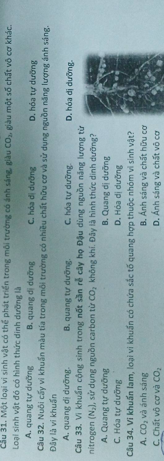 Cầu 31. Một loại vi sinh vật có thể phát triển trong môi trường có ánh sáng, giàu CO_2, , giàu một số chất vô cơ khác.
Loại sinh vật đó có hình thức dinh dưỡng là
A. quang tự dưỡng B. quang dị dưỡng C. hóa dị dưỡng D. hóa tự dưỡng
Câu 32. Nuôi cấy vi khuẩn màu tía trong môi trường có nhiều chất hữu cơ và sử dụng nguồn năng lượng ánh sáng.
Đây là vi khuẩn
A. quang dị dưỡng. B. quang tự dưỡng. C. hóa tự dưỡng.
D. hóa dị dưỡng.
Câu 33. Vi khuẩn cộng sinh trong nốt sần rễ cây họ Đậu dùng nguồn năng lượng từ
nitrogen (N_2) , sử dụng nguồn carbon từ CO_2 không khí. Đây là hình thức dinh dưỡng?
A. Quang tự dưỡng B. Quang dị dưỡng
C. Hóa tự dưỡng D. Hóa dị dưỡng
Câu 34. Vi khuẩn lam, loại vi khuẩn có chứa sắc tố quang hợp thuộc nhóm vi sinh vật?
A. CO_2 và ánh sáng B. Ánh sáng và chất hữu cơ
C. Chất vô cơ và CO_2 D. Ánh sáng và chất vô cơ