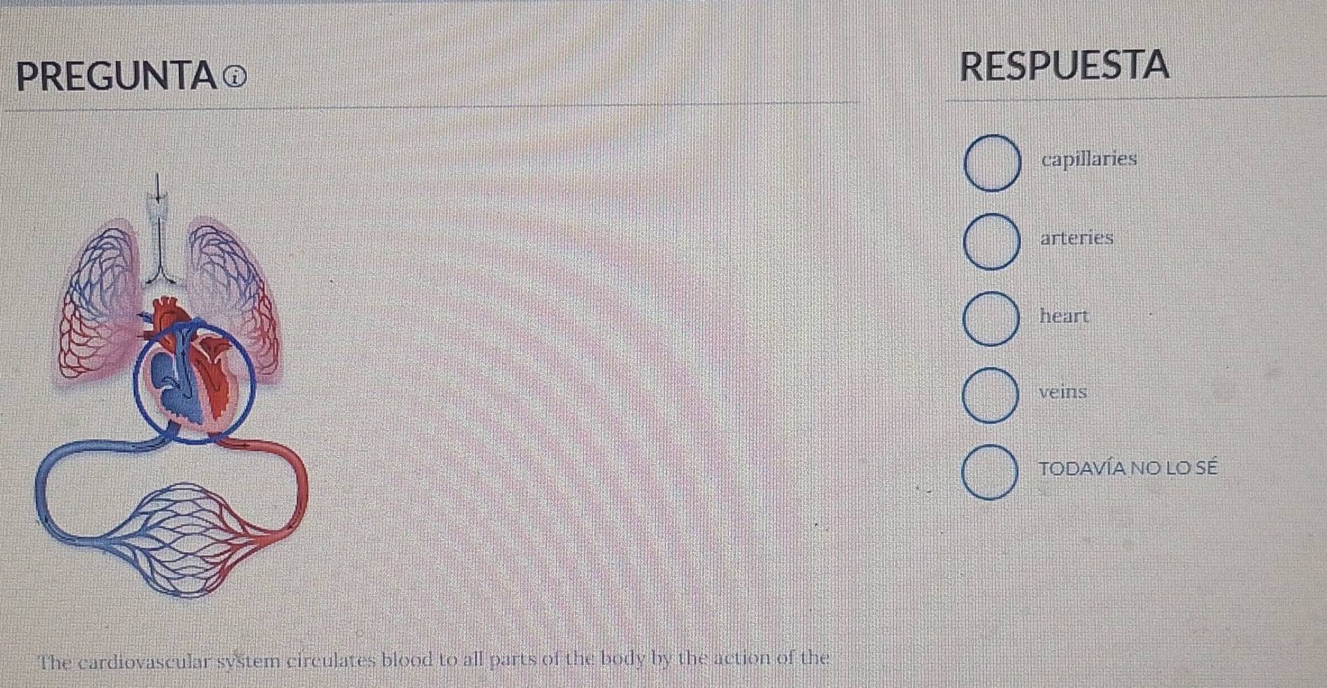 PREGUNTAⓘ RESPUESTA
capillaries
arteries
heart
veins
Todavía no lo Sé
The cardiovascular system circulates blood to all parts of the body by the action of the