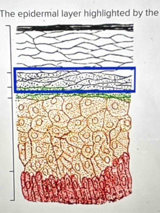 The epidermal layer highlighted by the