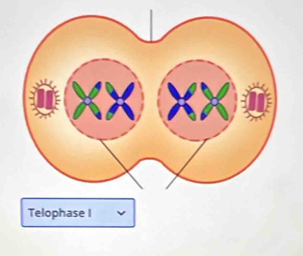 Telophase I