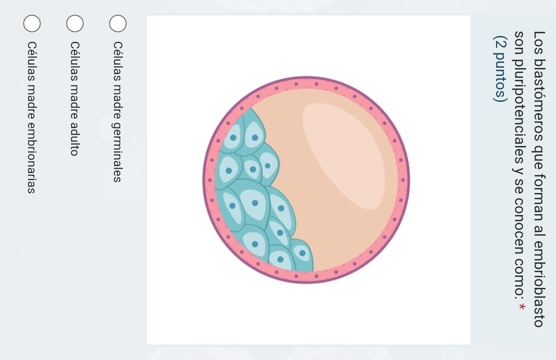 Los blastómeros que forman al embrioblasto
son pluripotenciales y se conocen como: *
(2 puntos)
Células madre germinales
Células madre adulto
Células madre embrionarias