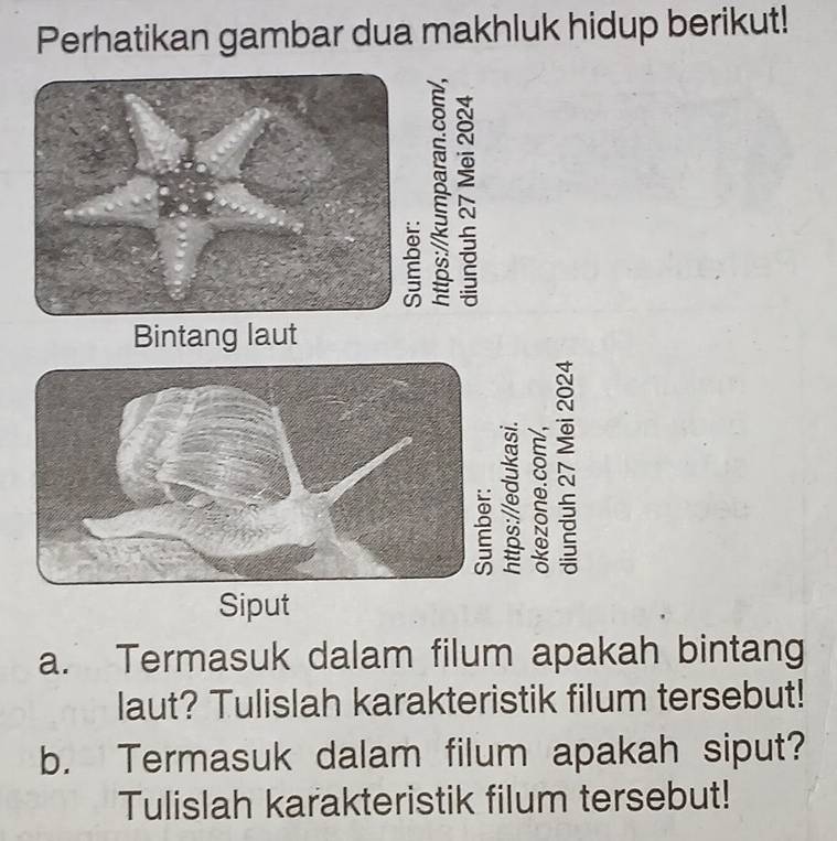 Perhatikan gambar dua makhluk hidup berikut! 
Bintang laut 
3 
Siput 
a. Termasuk dalam filum apakah bintang 
laut? Tulislah karakteristik filum tersebut! 
b. Termasuk dalam filum apakah siput? 
Tulislah karakteristik filum tersebut!