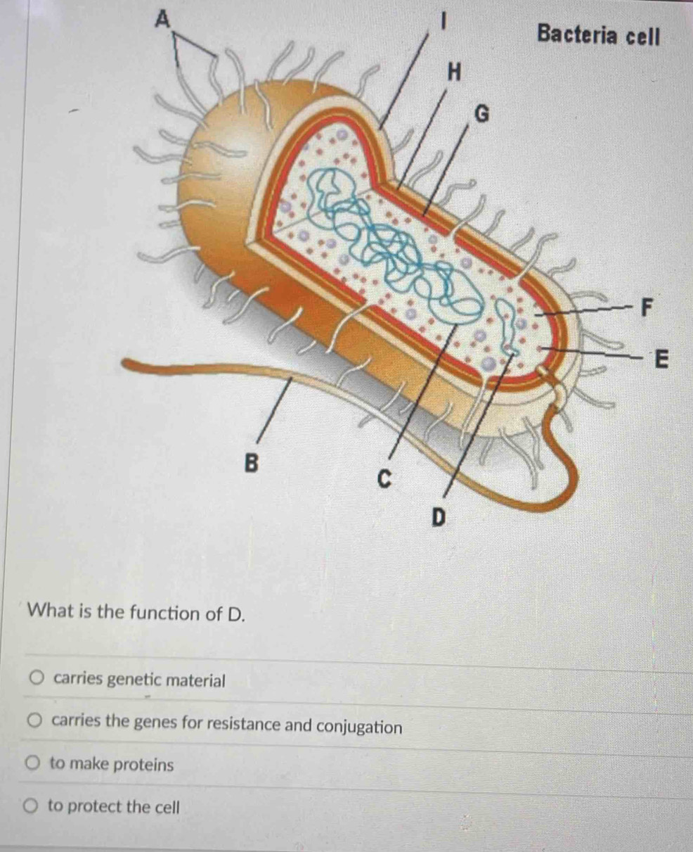 A 
E
What is the function of D.
carries genetic material
carries the genes for resistance and conjugation
to make proteins
to protect the cell