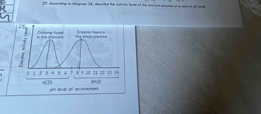 According to diagram 28, describe the activity level of the stomach enzyme at a neutral pH level.
H