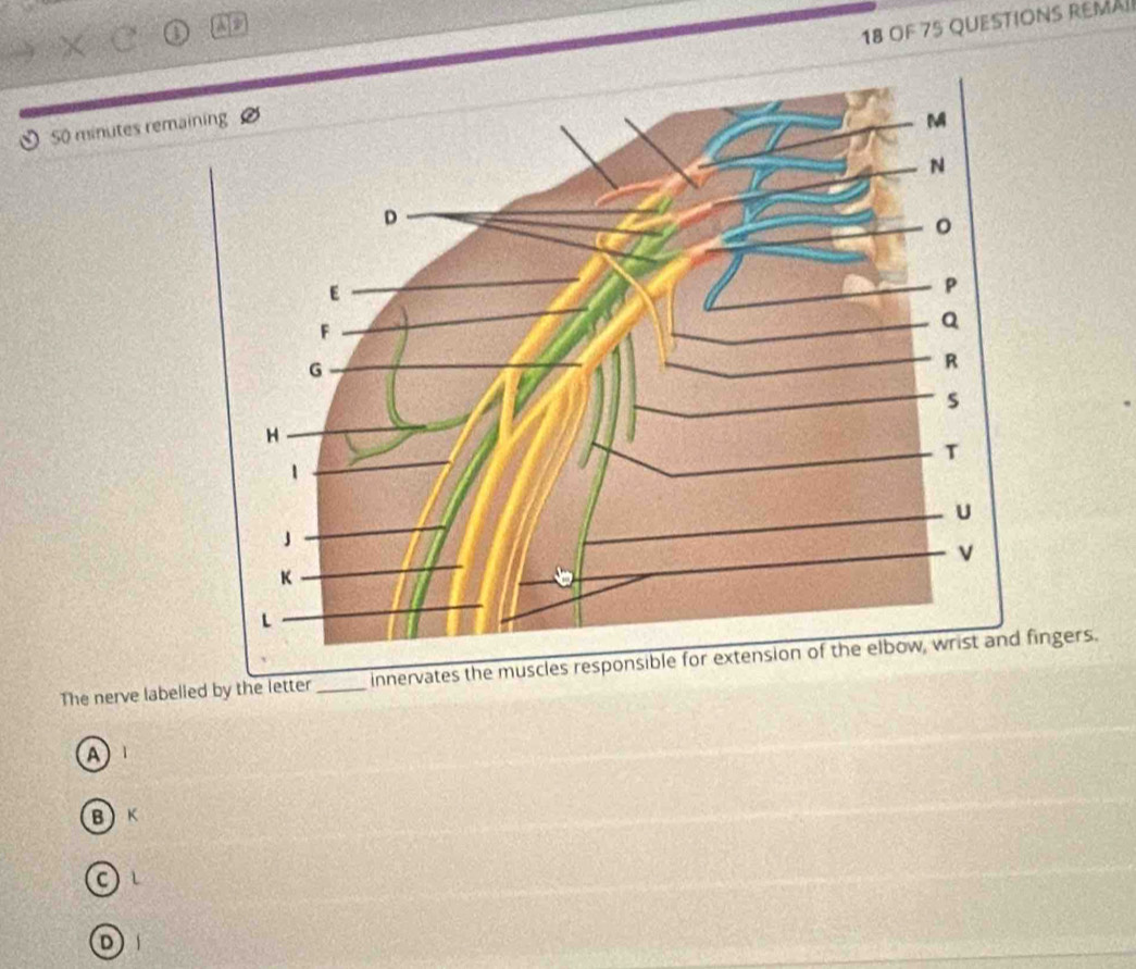 OF 75 QUESTIONS REMA!
50 minutes re
The nerve labelled by the letter_ngers.
A 1
B) K
C)
D)