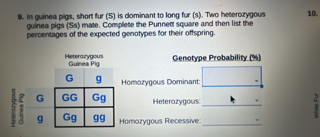 In guinea pigs, short fur (S) is dominant to long fur (s). Two heterozygous 10. 
guinea pigs (Ss) mate. Complete the Punnett square and then list the 
percentages of the expected genotypes for their offspring. 
Genotype Probability (%) 
_ 
Homozygous Dominant: 
Heterozygous:_ 
9 
omozygous Recessive:_