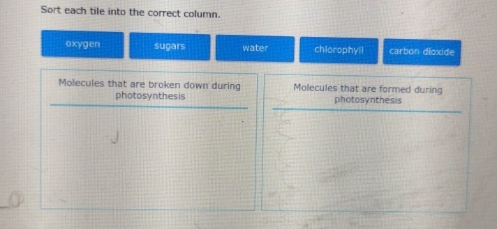 Sort each tile into the correct column.
oxygen sugars water chiorophyll carbon dioxide
Molecules that are broken down during Molecules that are formed during
photosynthesis photosynthesis