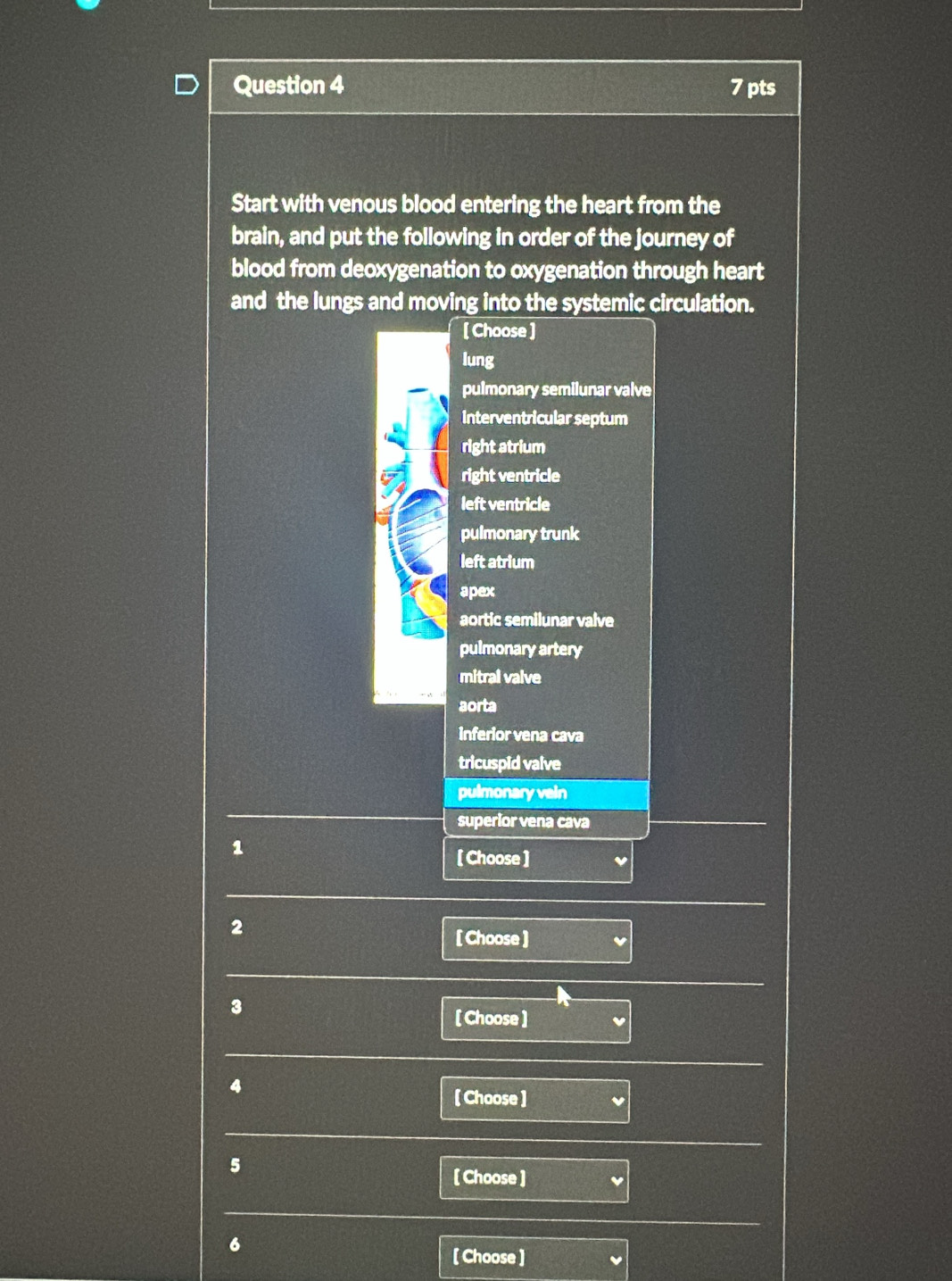 Start with venous blood entering the heart from the
brain, and put the following in order of the journey of
blood from deoxygenation to oxygenation through heart
and the lungs and moving into the systemic circulation.
[ Choose ]
lung
pulmonary semilunar valve
Interventricular septum
right atrium
right ventricle
left ventricle
pulmonary trunk
left atrium
apex
aortic semilunar valve
pulmonary artery
mitral valve
aorta
inferior vena cava
tricuspid valve
pulmonary vein
superior vena cava
1
[ Choose ]
2
[ Choose ]
3
[ Choose ]
4
[ Choose ]
5
[ Choose ]
6
[ Choose ]
