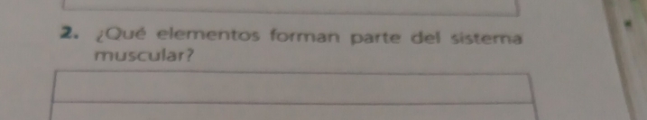 ¿Qué elementos forman parte del sistema 
muscular?