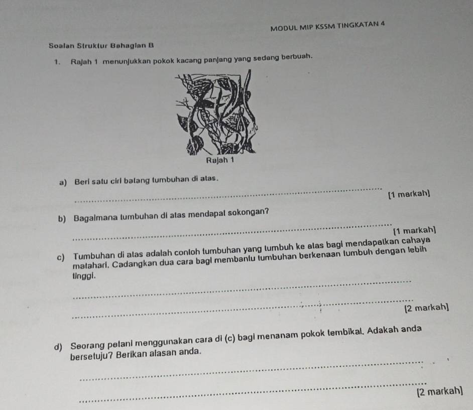 MODUL MIP KSSM TINGKATAN 4 
Soalan Struktur Bøhagian B 
1. Rajah 1 menunjukkan pokok kacang panjang yang sedang berbuah. 
_ 
a) Beri satu cirl batang tumbuhan di atas. 
[1 markah] 
_ 
b) Bagalmana tumbuhan di atas mendapal sokongan? 
[1 markah] 
c) Tumbuhan di atas adalah conloh tumbuhan yang tumbuh ke alas bagi mendapalkan cahaya 
mataharl, Cadangkan dua cara bagl membantu tumbuhan berkenaan lumbuh dengan lebih 
_ 
tInggi. 
_ 
[2 markah] 
d) Seorang petani menggunakan cara di (c) bagi menanam pokok tembikal, Adakah anda 
_ 
bersetuju? Berikan alasan anda. 
_ 
[2 markah]