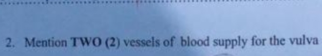 Mention TWO (2) vessels of blood supply for the vulva