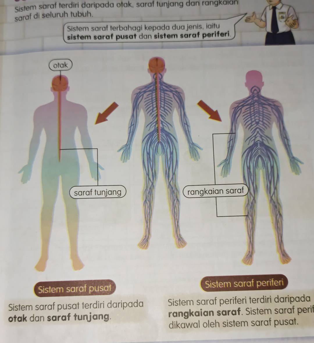 Selesai:Sistem saraf terdiri daripada otak, saraf tunjang dan rangkaian ...