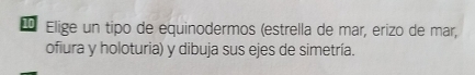 Elige un tipo de equinodermos (estrella de mar, erizo de mar, 
ofiura y holoturia) y dibuja sus ejes de simetría.