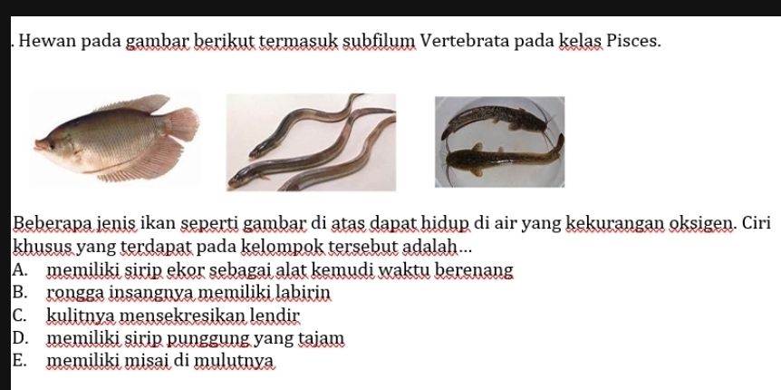 Hewan pada gambar berikut termasuk subfilum Vertebrata pada kelas Pisces.
Beberapa jenis ikan seperti gambar di atas dapat hidup di air yang kekurangan oksigen. Ciri
khusus yang terdapat pada kelompok tersebut adalah...
A. memiliki sirip ekor sebagai alat kemudi waktu berenang
B. rongga insangnya memiliki labirin
C. kulitnya mensekresikan lendir
D. memiliki sirip punggung yang tajam
E. memiliki misai di mulutnya