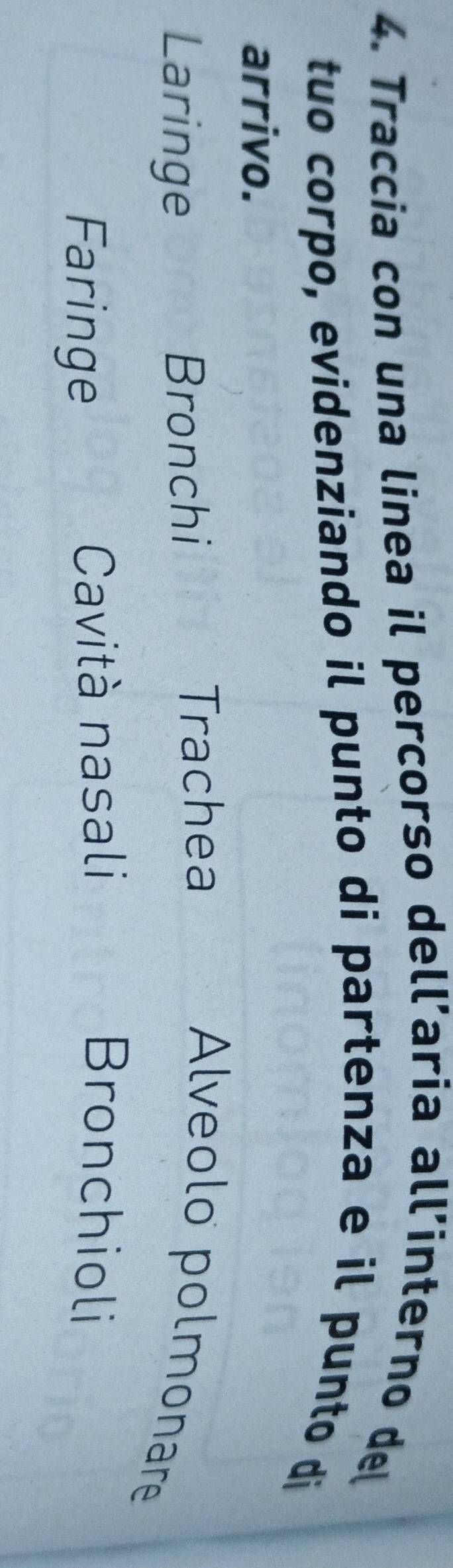 Traccia con una linea il percorso dell’aria all’interno del
tuo corpo, evidenziando il punto di partenza e il punto di
arrivo.
Trachea
Laringe Bronchi Alveolo polmonare
Faringe Cavità nasali Bronchioli