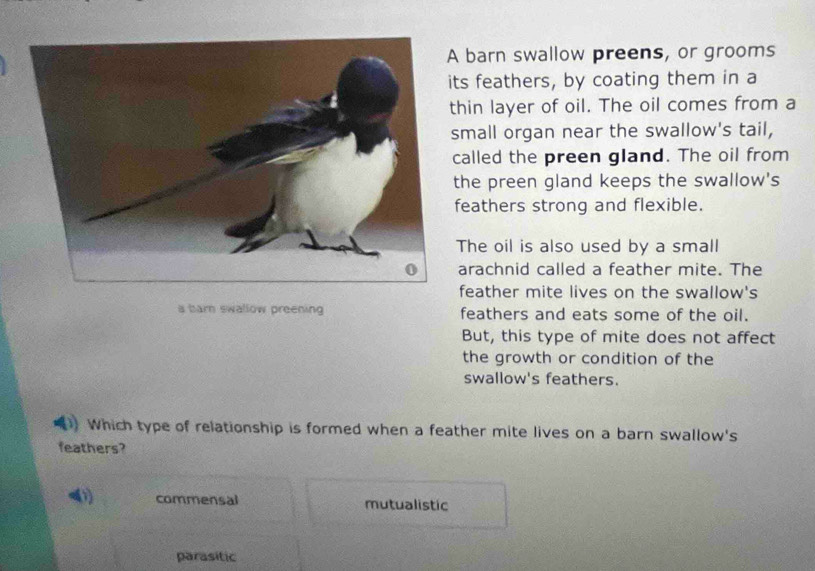 barn swallow preens, or grooms
ts feathers, by coating them in a
thin layer of oil. The oil comes from a
small organ near the swallow's tail,
called the preen gland. The oil from
the preen gland keeps the swallow's
feathers strong and flexible.
The oil is also used by a small
arachnid called a feather mite. The
feather mite lives on the swallow's
a barn swallow preening feathers and eats some of the oil.
But, this type of mite does not affect
the growth or condition of the
swallow's feathers.
Which type of relationship is formed when a feather mite lives on a barn swallow's
feathers?
1 commensal mutualistic
parasitic