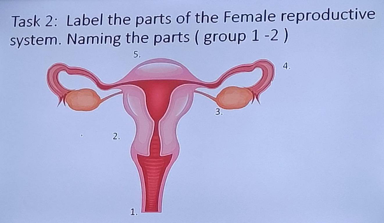 Solved: Task 2: Label the parts of the Female reproductive system ...