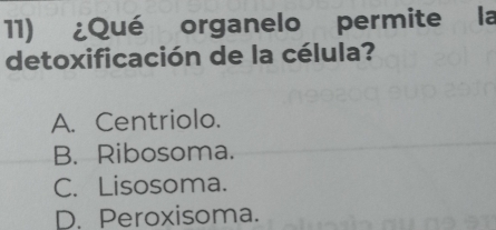 ¿Qué organelo permite la
detoxificación de la célula?
A. Centriolo.
B. Ribosoma.
C. Lisosoma.
D. Peroxisoma.