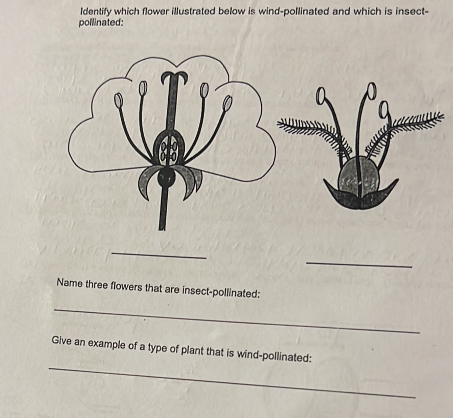 Identify which flower illustrated below is wind-pollinated and which is insect- 
pollinated: 
_ 
_ 
Name three flowers that are insect-pollinated: 
_ 
_ 
Give an example of a type of plant that is wind-pollinated: