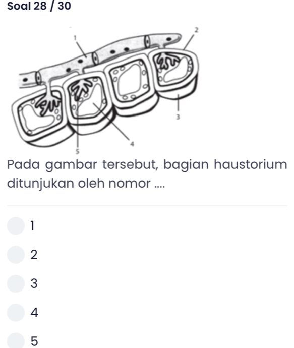 Soal 28 / 30
Pada gambar tersebut, bagian haustorium
ditunjukan oleh nomor ....
1
2
3
4
5