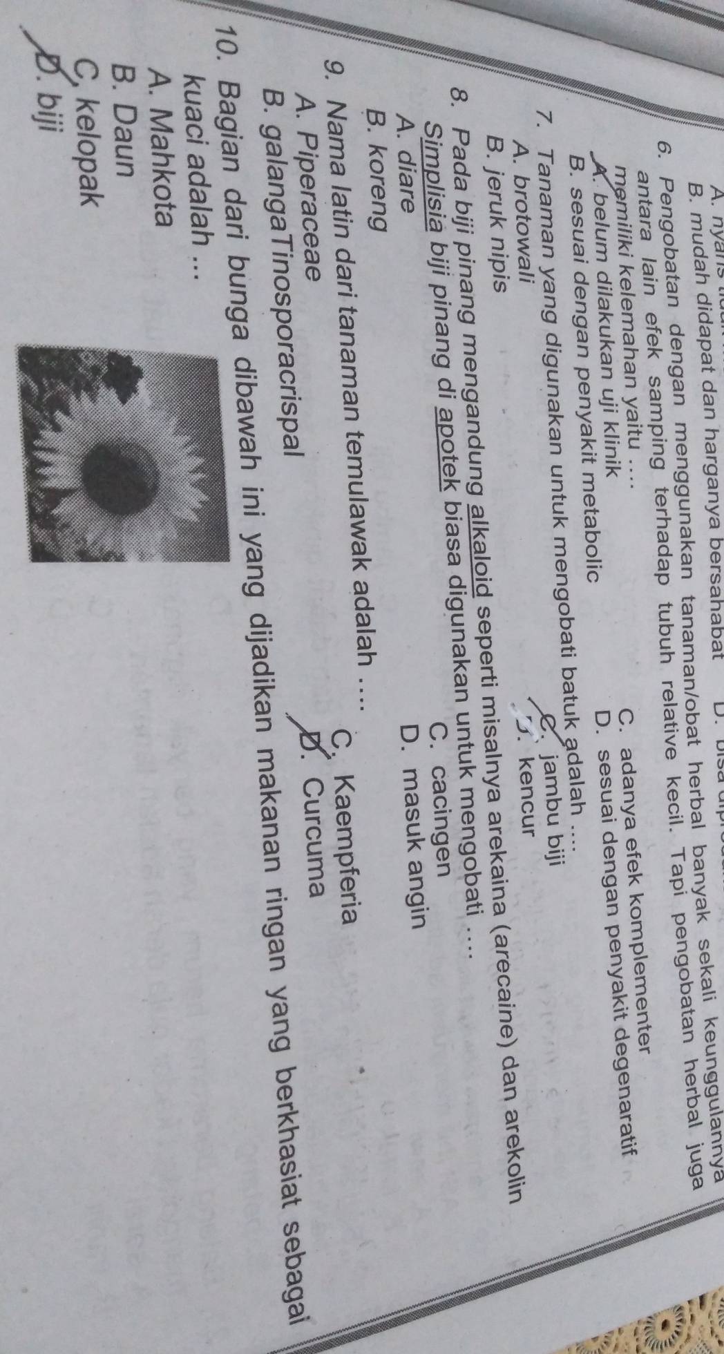 A. n a n
B. mudah didapat dan harganya bersahabat
6. Pengobatan dengan menggunakan tanaman/obat herbal banyak sekali keunggulannya
antara lain efek samping terhadap tubuh relative kecil. Tapi pengobatan herbal juga
memiliki kelemahan yaitu ....
A. belum dilakukan uji klinik C. adanya efek komplementer
B. sesuai dengan penyakit metabolic D. sesuai dengan penyakit degenaratif
7. Tanaman yang digunakan untuk mengobati batuk adalah ...
C. jambu biji
A. brotowali
B. jeruk nipis. kencur
8. Pada biji pinang mengandung alkaloid seperti misalnya arekaina (arecaine) dan arekolin
Simplisia biji pinang di apotek biasa digunakan untuk mengobati ....
C. cacingen
A. diare
D. masuk angin
B. koreng
9. Nama latin dari tanaman temulawak adalah …..
A. Piperaceae CKaempferia
B. galangaTinosporacrispal D. Curcuma
10. Bagian dari bunga dibawah ini yang dijadikan makanan ringan yang berkhasiat sebagai
kuaci adalah ...
A. Mahkota
B. Daun
C, kelopak
D. biji